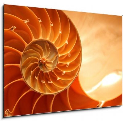 Obraz 1D - 100 x 70 cm - Split nautilus seashell showing inner float chambers Rozdělit nautilus seashell ukazující vnitřní plovoucí komory – Zboží Mobilmania