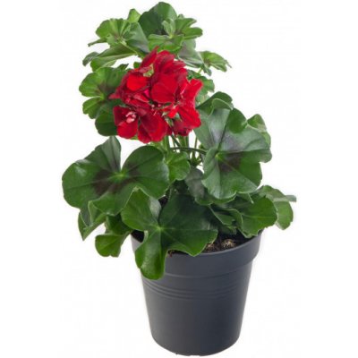 Muškát převislý, Pelargonium peltatum, vínový, průměr květináče 10 - 12 cm – Zboží Mobilmania