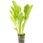 Echinodorus parviflorus - Šípatkovec malokvětý – HobbyKompas.cz Echinodorus parviflorus - Šípatkovec malokvětý – HobbyKompas.cz