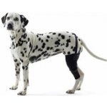 Kruuse Bandáž na koleno pro psa Rehab XXXS Levá – Sleviste.cz