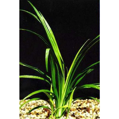 Reineckia carnea - Reinékie pleťová – Zboží Mobilmania