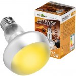 Repti Zoo Intense Basking Spot 75 W – Hledejceny.cz