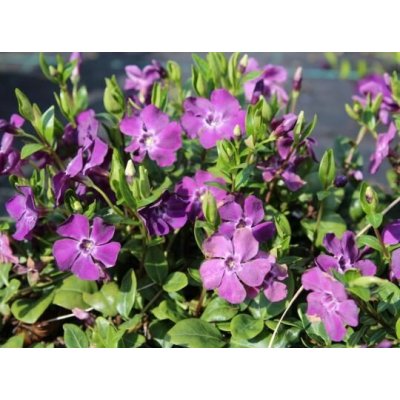 Vinca minor 'Atropurpurea' Velikost hrnku: 0,5lčerv – Hledejceny.cz