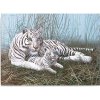 Malování podle čísla Malování podle čísel Bílý tygr s mládětem