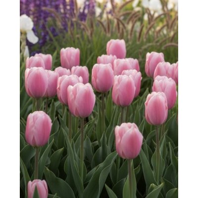 Tulipán 'Synaeda amor' 5 ks Velikost hlíz: 10/11 – Sleviste.cz