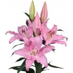 Lilie OR CATEMACO 100cm/5+ – Zboží Dáma