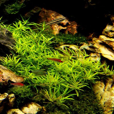 Limnophila sp. Scrophulariaceae – Zboží Dáma