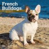 Kalendář French Bulldogs Square 2024