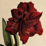 Papírový ubrousek Orange Autumn Plants Amaryllis – Hledejceny.cz