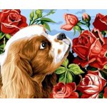 Norimpex Diamantové malování Kavalír king Charles španěl 30 x 40 cm – Zboží Mobilmania