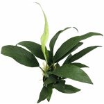 Anubias lanceolata - Anubis kopinatý – Zboží Dáma