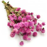 mech-mech.cz Sušená Pestrovka kulovitá - (Gomphrena globosa) - růžová – Sleviste.cz