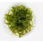 Monoselenium tennerum - Pelia moss – Zboží Dáma