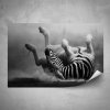 Plakát - Ležící zebra - 60x40 cm - PopyDesign