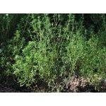 Salvia Paradise Saturejka nať 50 g – Sleviste.cz
