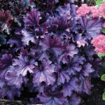 GREENBOSS FLOWER Dlužicha 'Forever Purple' Průměr květináče: 9 až 12 cm – Hledejceny.cz