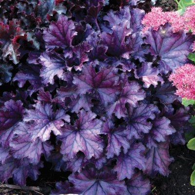 GREENBOSS FLOWER Dlužicha 'Forever Purple' Průměr květináče: 9 až 12 cm – Hledejceny.cz