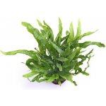 Microsorium pteropus Petite – Zboží Dáma