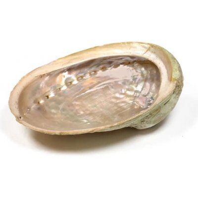 Mani Bhadra Mušle abalone haliotis 15-18cm – Zboží Dáma