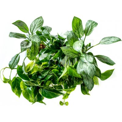 Gardners Obraz z živých rostlin Hoh! Uno, osázený, bílá - okrasné listem Typ osázení: okrasné květem – Hledejceny.cz