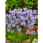 Triteleia 'Rudy' 5 ks – Hledejceny.cz