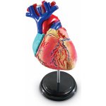 Montessori Anatomický model srdce – Zboží Dáma