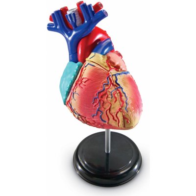 Montessori Anatomický model srdce – Zboží Dáma