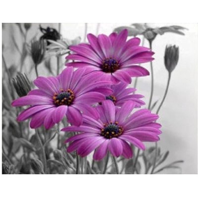 Vikpap 40 x 30 cm Africké sedmikrásky – Sleviste.cz