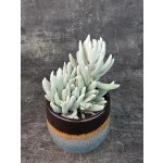 Senecio Mont Blanc 10,5 cm (pokojovka na přímé sluneční světlo) – Zboží Mobilmania