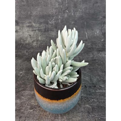 Senecio Mont Blanc 10,5 cm (pokojovka na přímé sluneční světlo) – Zboží Mobilmania