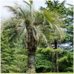 Palma Southern Jelly - Butia odorata - semena - 2 ks