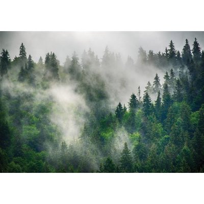 IMPOL TRADE 14566V8 Vliesové fototapety les v mlze rozměr 368 cm x 254 cm – Zboží Mobilmania
