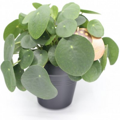 Pilea, Pilea peperomioides, průměr květináče 15 cm – Hledejceny.cz