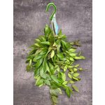Hoya Memoria závěs 14 cm – Hledejceny.cz