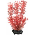 Tetra Myriophyllum heterophyllum - Red Foxtail 15 cm – Sleviste.cz