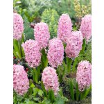 Hyacint 'Fondant' 3 ks – Sleviste.cz