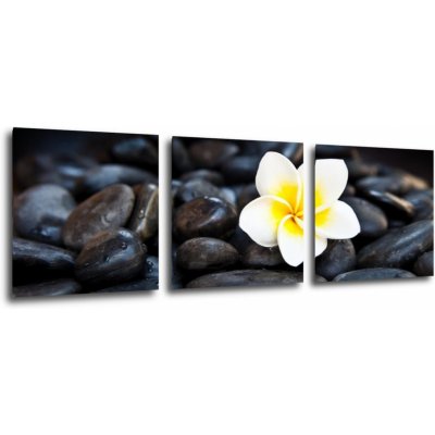 Impresi Obraz Bílý květ na černých kamenech - 90 x 30 cm (3 dílný)