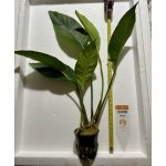 Anubias heterophylla – Zboží Mobilmania