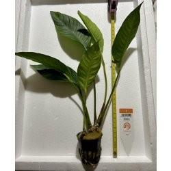 Anubias heterophylla