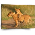 Sablio Obraz Lvíčata - 150x110 cm – Hledejceny.cz