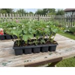 Jahodník 'Korona' 10 ks v platu zakořeněné – Sleviste.cz