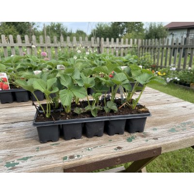 Jahodník 'Korona' 10 ks v platu zakořeněné – Sleviste.cz