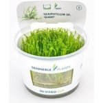 Taxiphyllum sp. Giant – Zboží Dáma