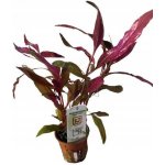 Alternanthera reineckii Pink – Zboží Dáma