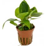 Hygrophila corymbosa compact – Sleviste.cz