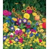 Osivo a semínko Květinový koberec - výsevný disk - 5 ks