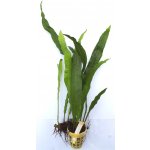 Microsorium pteropus Narrow 6 ks – Zbozi.Blesk.cz