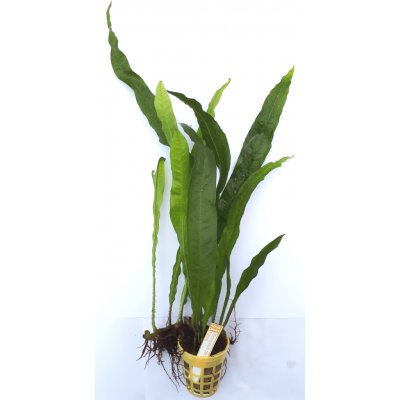 Microsorium pteropus Narrow 6 ks – Zbozi.Blesk.cz