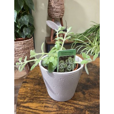 Rýmovník eukalyptový – Hledejceny.cz