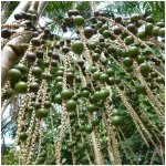 Palma Acai - Euterpe oleracea - semena palmy - 2 ks – Zbozi.Blesk.cz